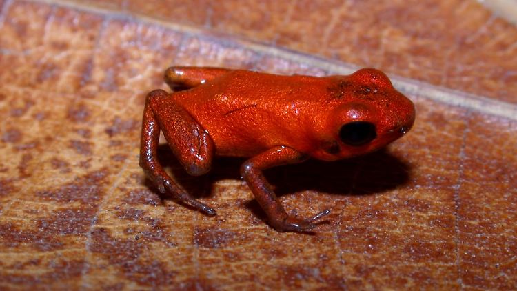 Durch seine durchgehend orangefarbene glatte Haut ist der Frosch einer neuen Spezies zuzuordnen.