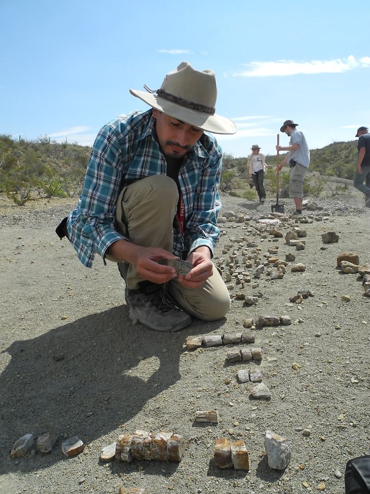 Der Geologe Hector Rivera Sylva vom Wüstenmuseum in Saltillo zeigt Wirbelknochen eines Dinosauriers an der Fundstelle nahe der Ortschaft Porvenir de Jalpa.