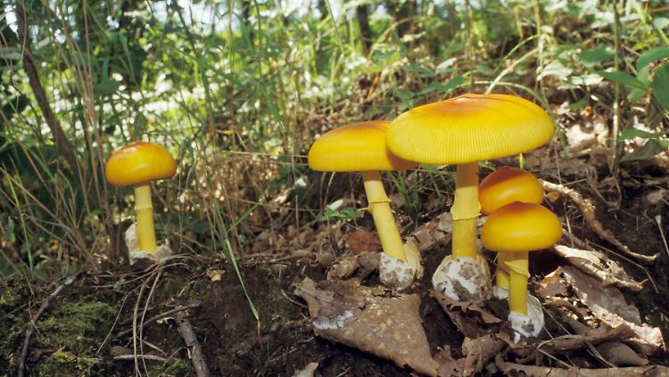 Der Kaiserling, auch Kaiserpilz oder Orangegelber Wulsling genannt, genießt den Ruf eines äußerst wohlschmeckenden Speisepilzes.