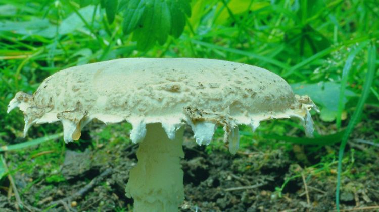 Milder Geschmack: Der Fransige Wulstling wächst bevorzugt in wärmebegünstigten Laubwäldern.