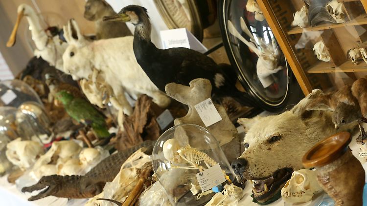Ausgestopfte Tiere beim Zoll in Essen: Der Klimawandel dürfte das Artensterben weiter verstärken.