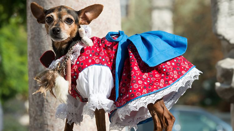 Einfach süß? Einfach Quatsch? Ein Dirndl für Hunde ist nicht jedermanns Sache. 