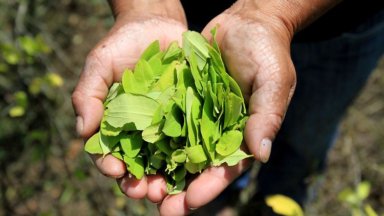 Kokablätter werden in vielen Ländern Südamerika als Heilpflanze und Genussmittel genutzt. Der Kokaingehalt ist allerdings rund 300 Mal niedriger als in der bekannten Pulverform. 