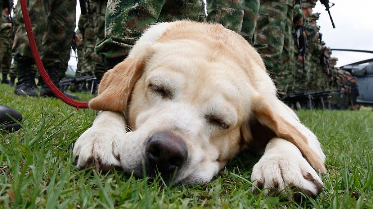 Ein guter Wachhund bleibt ruhig, wenn keine Gefahr droht. Kommt es darauf an, ist er aber sofort hellwach.