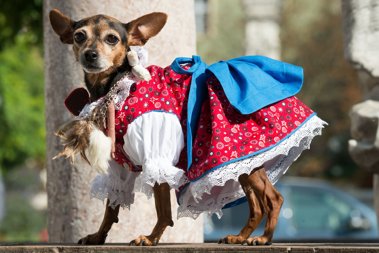 Woran merkt man, dass Oktoberfest ist? Alle tragen Tracht. Knielange Dirndl, ...