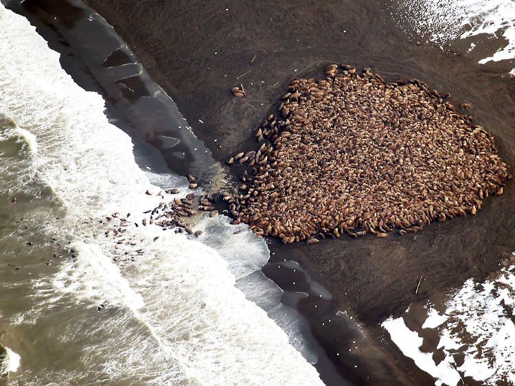 Aufnahme vom 23. September: Vor wenigen Tagen waren erst rund 1500 Tiere an dem Strand zu sehen.