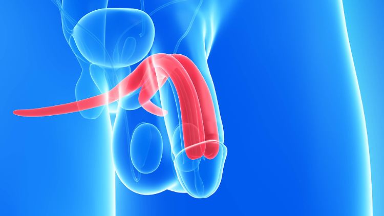 Penis-Computerillustration mit den Schwellkörpern in rot. 