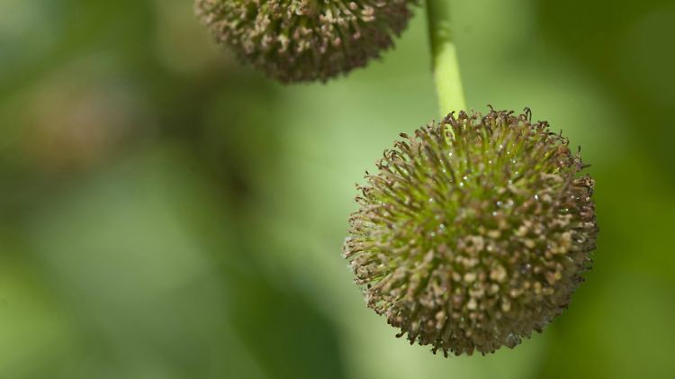 Es soll die Absonderung von Blütenstaub unterdrückt werden, der bei Allergikern Nase, Hals und Augen reizt.