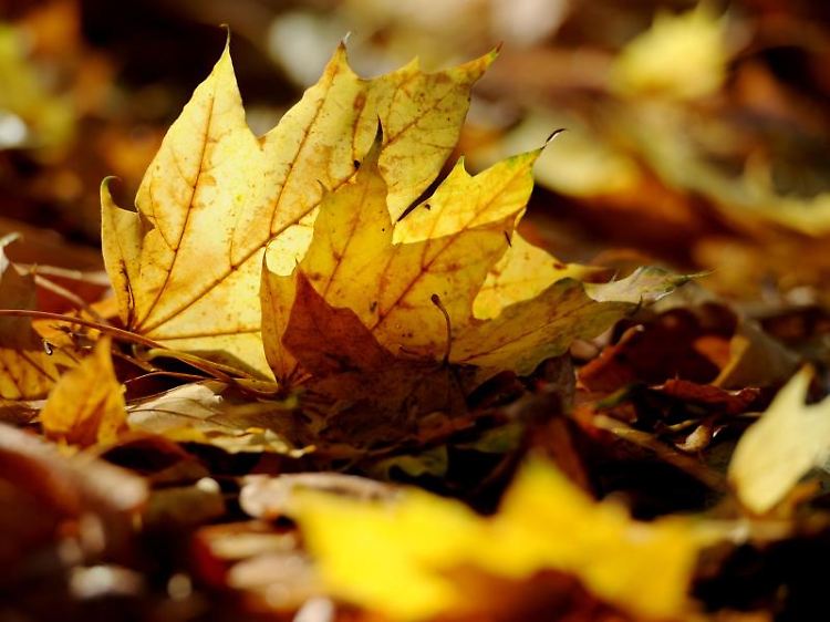 Sieht schön aus und raschelt im trockenen Zustand. Feucht stellt Herbstlaub auf Gehwegen aber nicht selten eine Gefahr dar.