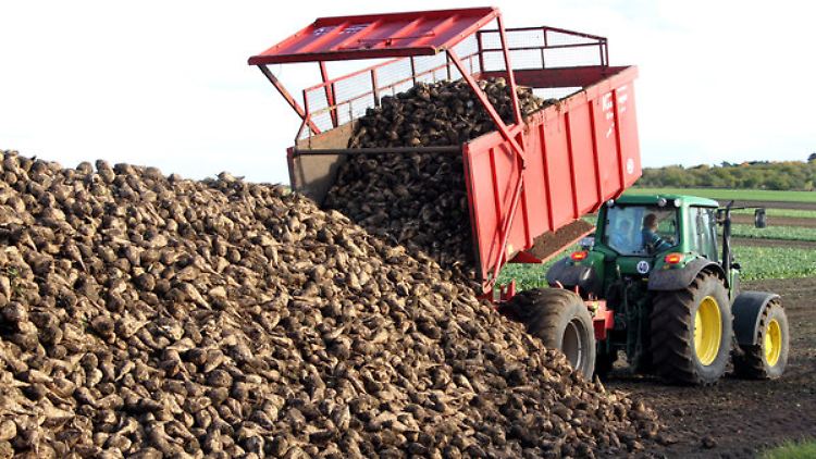 Rekordernte: Der hohe Rübenertrag setzt die Preise für Zucker weiter unter Druck.