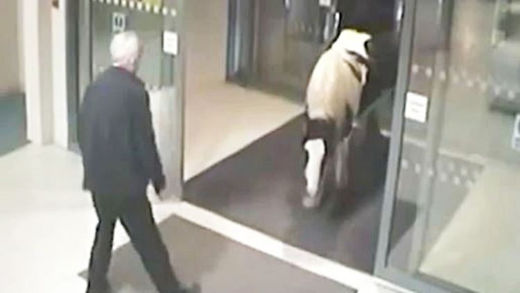 Pferd auf Polizeistation.JPG