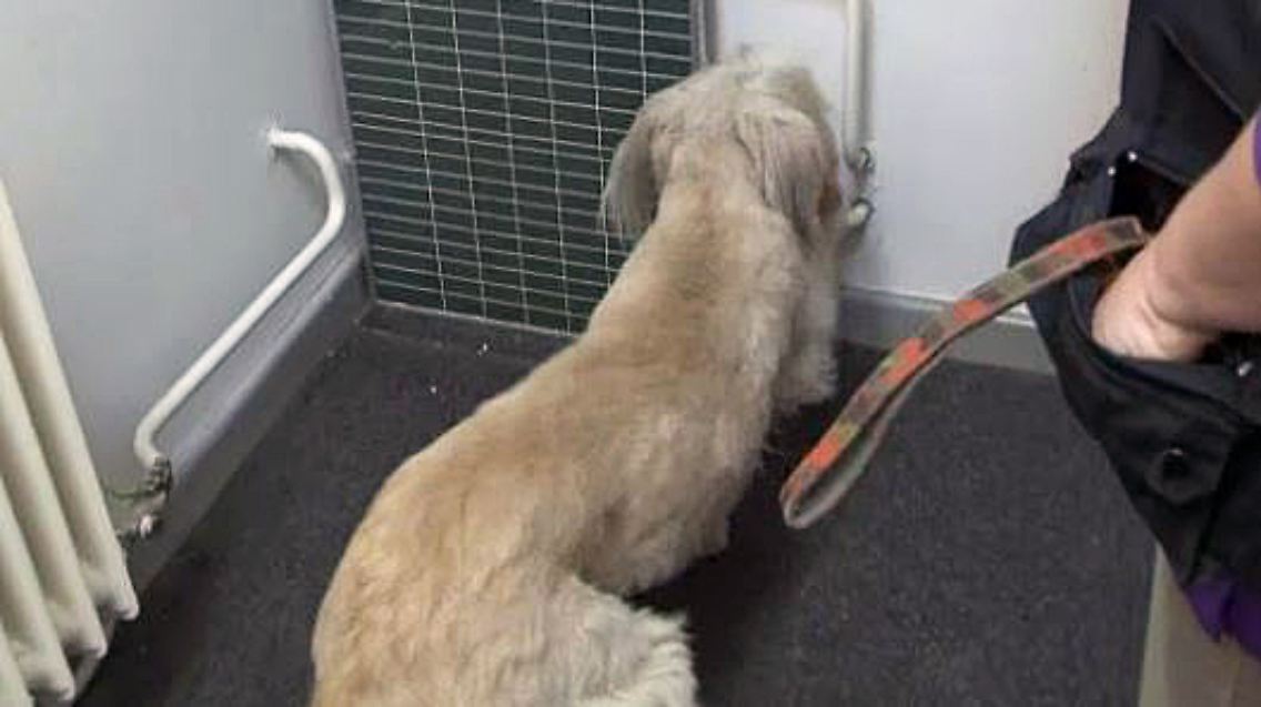Schimmel Hunde.JPG