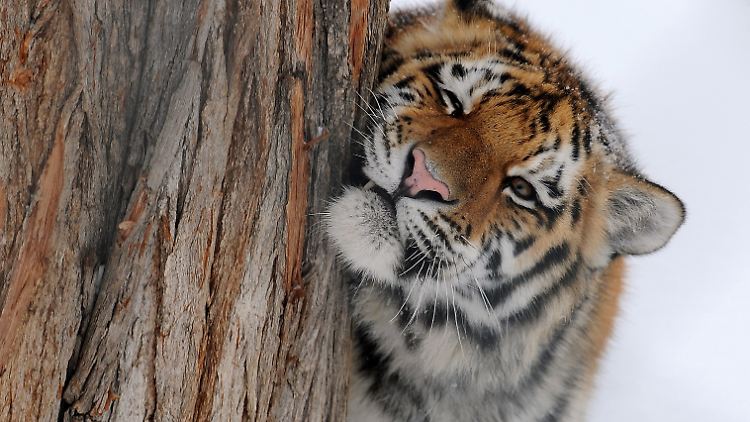 Ein Sibirischer Tiger im Zoo von Skopje.
