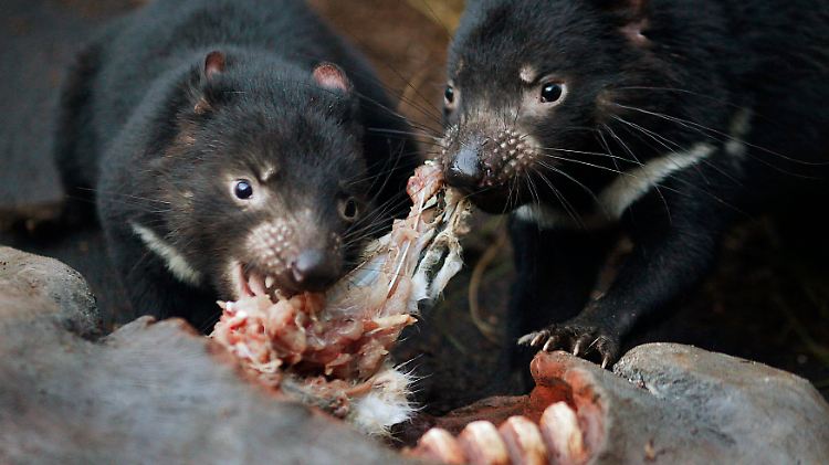 Tasmanische Teufel beim Verspeisen eines Kaninchens - sie sollen auch gegen die Katzenplage helfen.