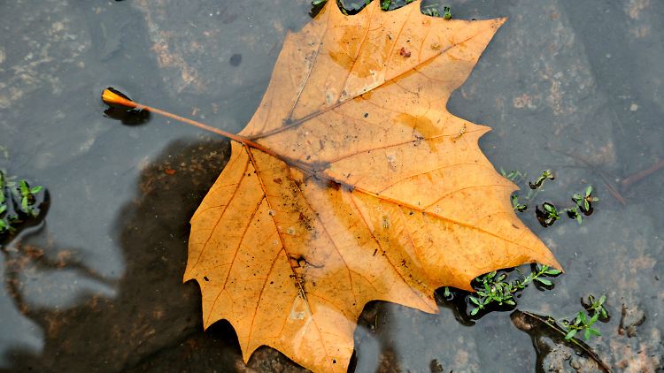 Rund 160 Liter Regen pro Quadratmeter fielen im August. Ein Spitzenwert. 