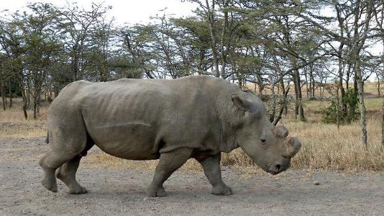 Suni wurde 34 Jahre alt.