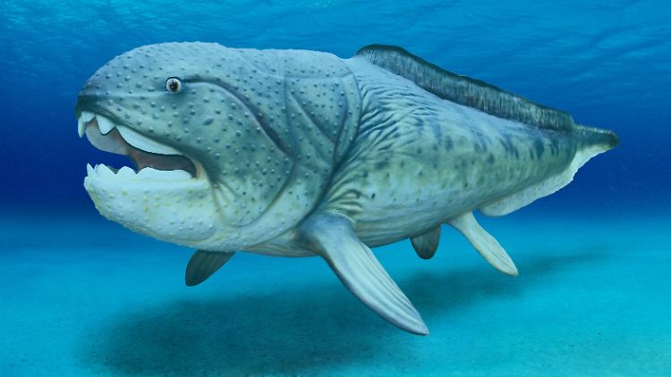 Die Forscher gehen davon aus, dass Panzerfische die ersten Tiere mit innerer Befruchtung waren.