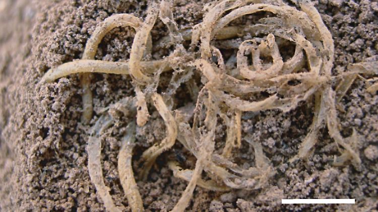 Die mit 4000 Jahren ältesten Nudeln der Welt haben Forscher in China entdeckt. Zum Vergleich: Der weiße Strich rechts unten entspricht einem Zentimeter.