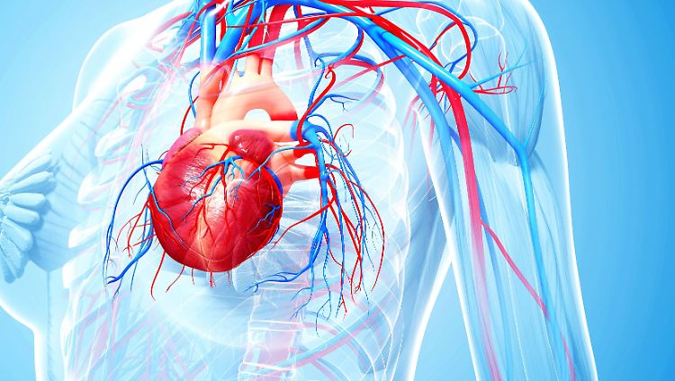 Mit der neuen Methode könnten bis zu 30 Prozent mehr Herztransplantationen durchgeführt werden.