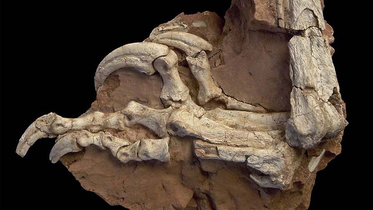 Der fossile Fuß des rund sechs Meter langen Dinosauriers. 