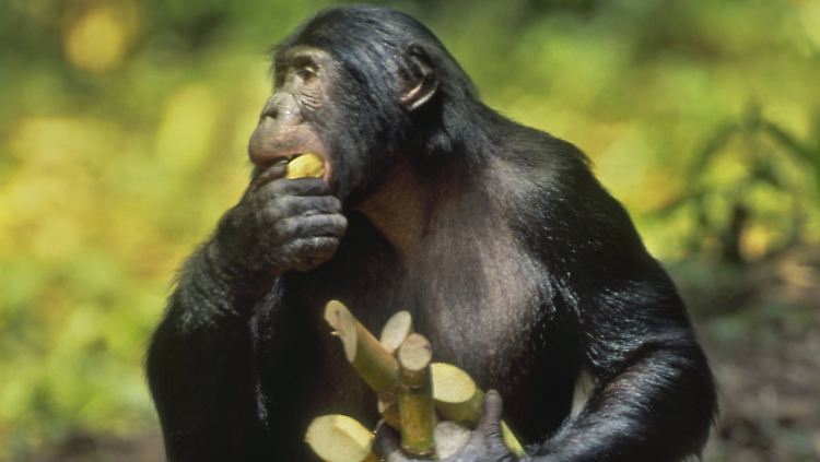 Auch in der Tierwelt gilt: "Wer zuerst kommt, mahlt zuerst."