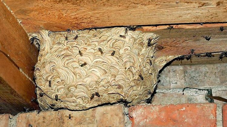 Wespen bauen gern in Hohlräumen.