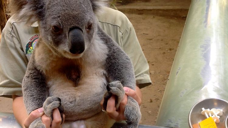 An sechzig wild lebenden Koalas wurde die Impfung bereits getestet.