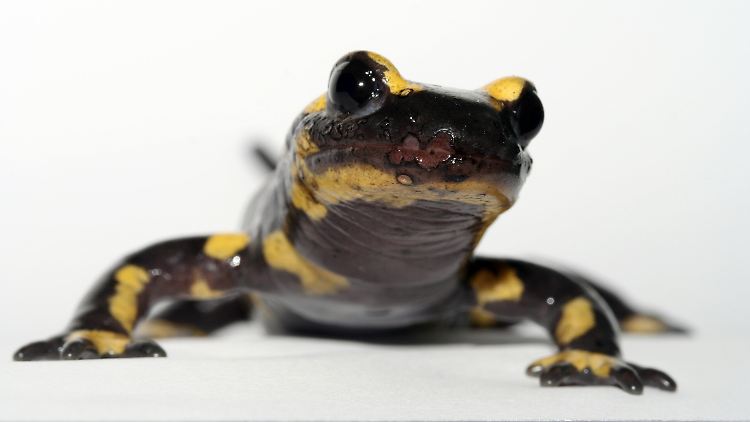 Ein Feuersalamander (Salamandra salamandra), der mit dem Pilz Batrachochytrium salamandrivorans infiziert ist.