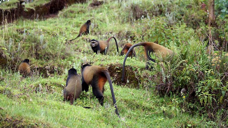 Golden Monkeys in einem Waldgebiet an der Grenze zwischen Ruanda, Uganda und Kongo im Volcanoes National Park.