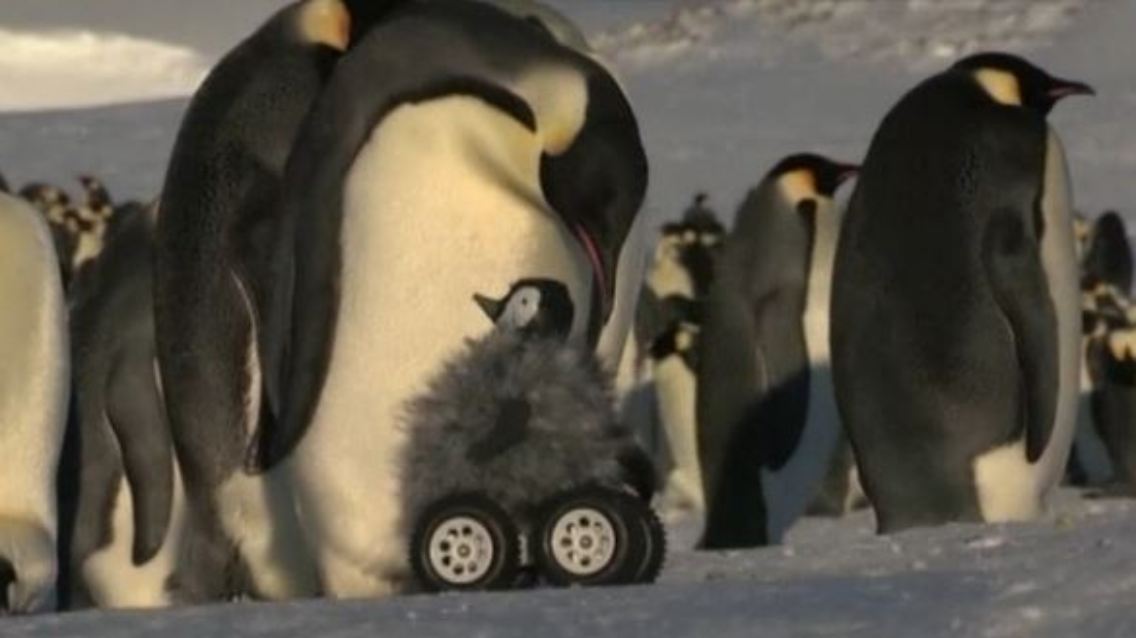 roboterpinguin.JPG