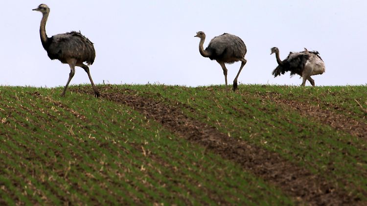 Futtersuche in Nordwestmecklenburg: Nandus marschieren über ein Feld bei Utecht.