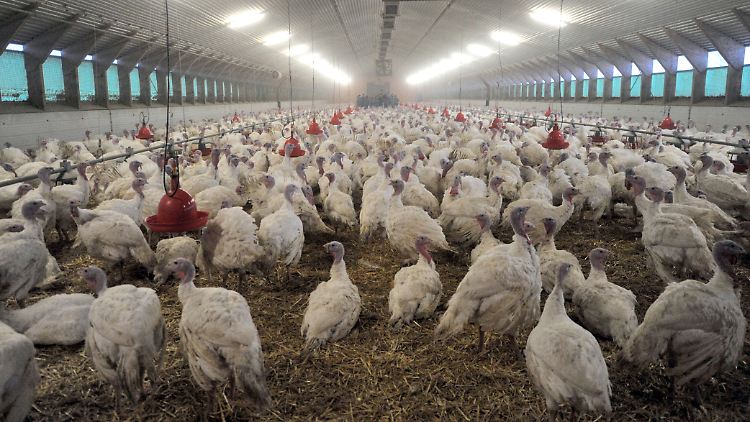 H5N8 erstmalig im Hausgeflügelbestand in Europa nachgewiesen: Achtzehn Wochen alte Puten in einem Mastbetrieb (Archivbild).