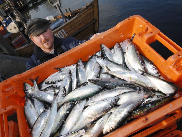 Frischer Fang im Hafen von Stahlbrode im Landkreis Nordvorpommern.