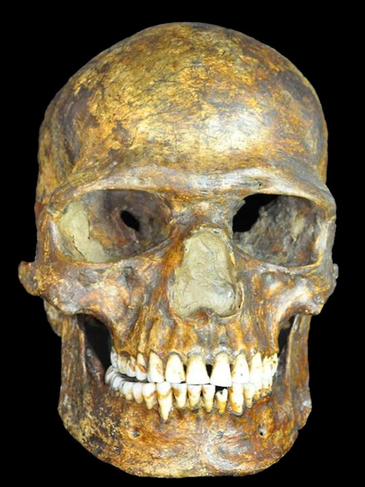 Schädel des etwa 37.000 Jahre alten in Kostenki gefundenen Fossils "K 14".