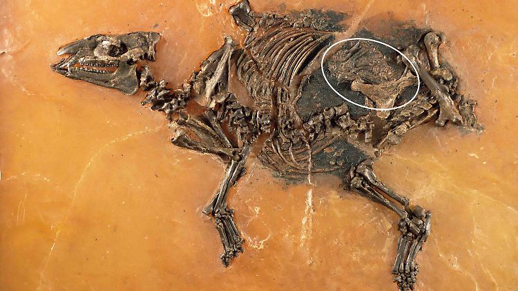 Fossil einer trächtigen Urzeit-Stute mit gut entwickeltem Fötus im Bauch.