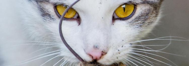 Katze mit einer kurz zuvor gefangenen Maus. Foto: Julian Stratenschulte