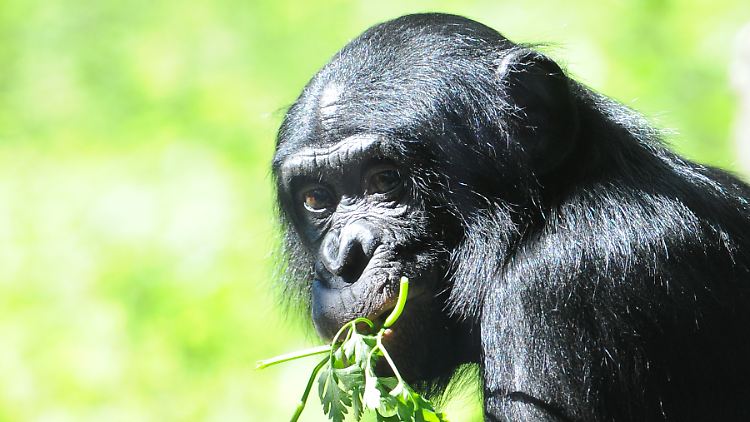 Bonobo-Mütter helfen ihren Söhnen bis ins Erwachsenenalter.