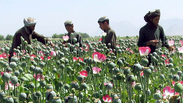 224.000 Hektar Afghanistans sind mit Schlafmohn bebaut.