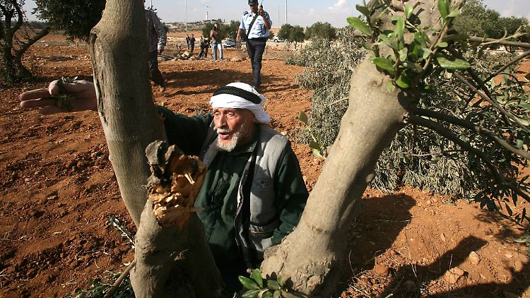 Der israelische Siedlungsbau erschwert palästinensischen Bauern den Zugang zu ihren Olivenfeldern.