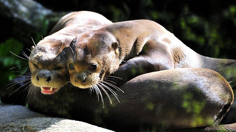 Die Riesenotter in Südamerika stehen unter besonderem Artenschutz.