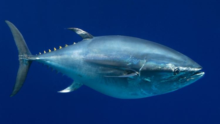 Die Weltnaturschutzorganisation hat die Rote Liste bedrohter Tierarten aktualisiert. Neu dabei ist der Blauflossen-Thunfisch.