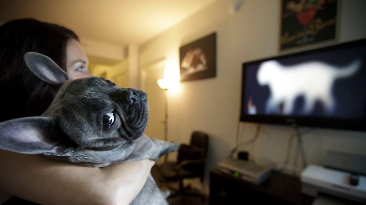 Ob Hunde wirklich fernsehen wollen?