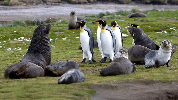 Antarktische Seebären und Königspinguine auf der Insel Südgeorgien im Südatlantik.