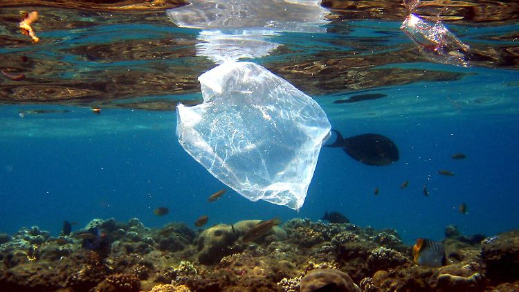 Meerestiere leiden besonders unter der Verschmutzung ihrer Umwelt mit Plastiktüten.