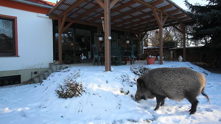 Da war der Zaun kein nennenswertes Hindernis: Wildschweinbesuch.