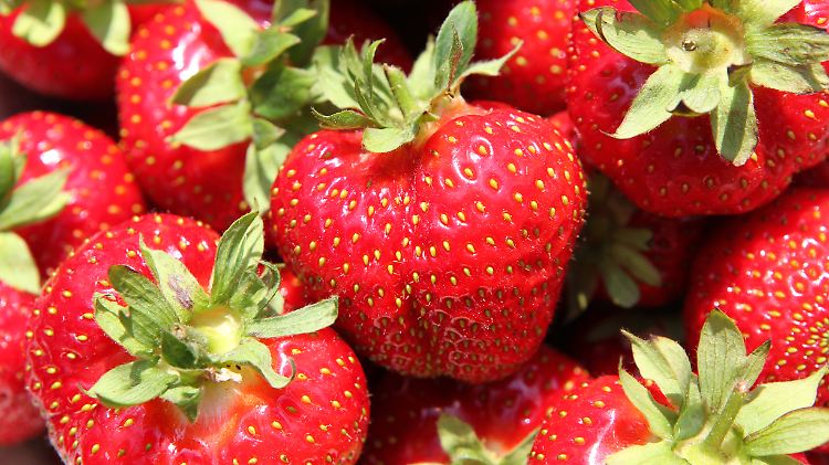 Erdbeeren spielen seit der Steinzeit eine Rolle in der menschlichen Ernährung.