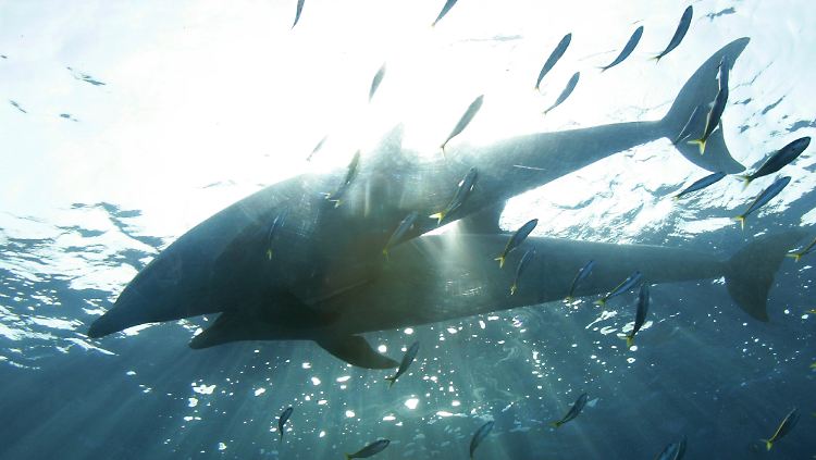Delfine im Meer vor der japanischen Küste.