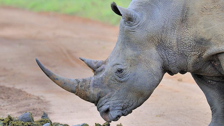 Das nördliche Brautmaulnashorn kommt in Zentralafrika vor. Es gilt als nahezu ausgestorben.