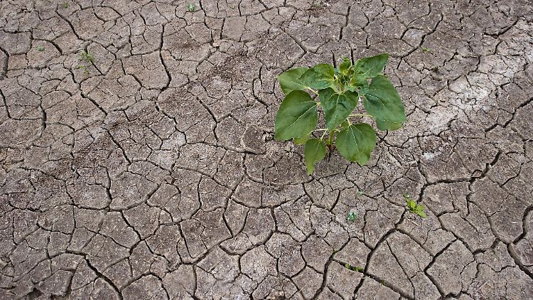 Auch in diesem Jahr wurden wieder monatliche  Temperaturrekorde in Deutschland gemessen. 