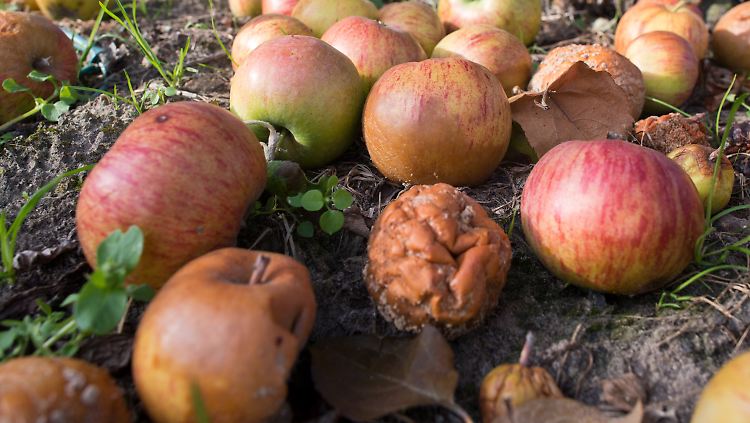 Reife und überreife Äpfel auf einer Plantage: Fallobst weist einen höheren Ethanolgehalt auf als Früchte, die vom Baum gepflückt werden.